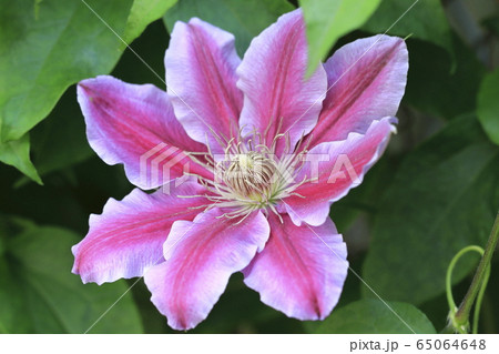 クレマチス（鉄仙）の花 65064648