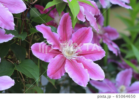 クレマチス（鉄仙）の花 65064650