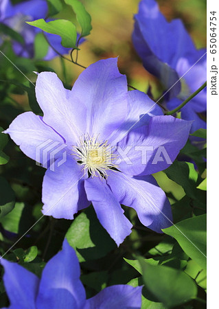 クレマチス 鉄仙 の花 の写真素材