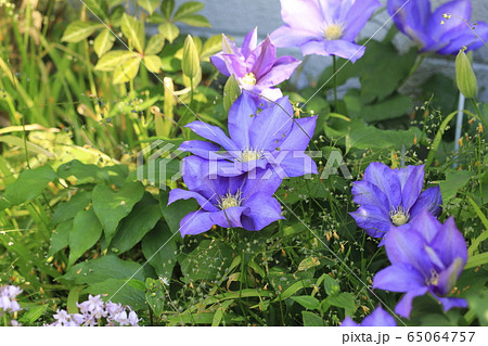 クレマチス（鉄仙）の花　 65064757