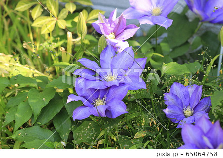 クレマチス（鉄仙）の花　 65064758