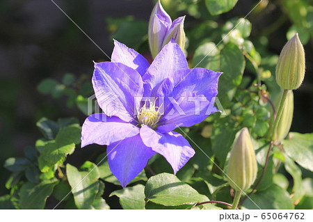 クレマチス 鉄仙 の花 の写真素材