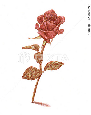 薔薇 薔薇 65064791