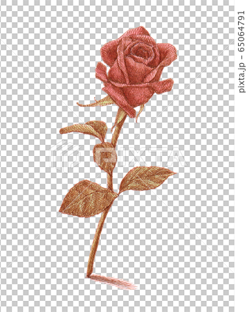 薔薇 薔薇 65064791