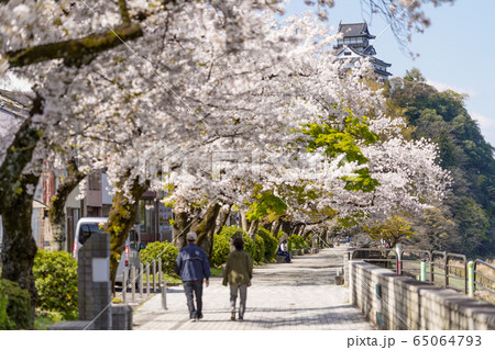 犬山城と桜 木曽川の堤防道路の歩道から。 65064793