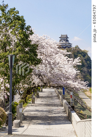 犬山城と桜 木曽川の堤防道路の歩道から。 犬山城と桜 木曽川の堤防道路の歩道から。 65064797