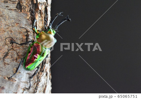 ニジイロクワガタの樹木の上で　黒背景 65065751