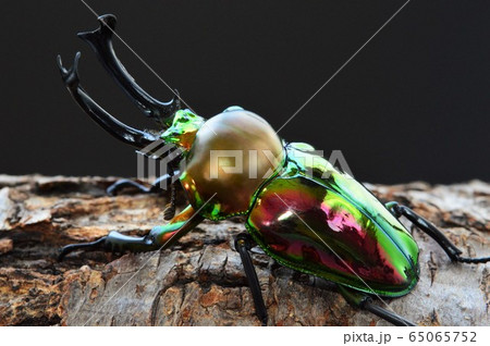 ニジイロクワガタの樹木の上で　黒背景 65065752