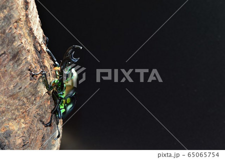 ニジイロクワガタの樹木の上で　黒背景 65065754