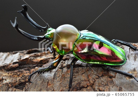 ニジイロクワガタの樹木の上で　黒背景 65065755