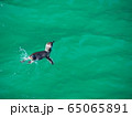 ニュージーランド　ブルーペンギン 65065891