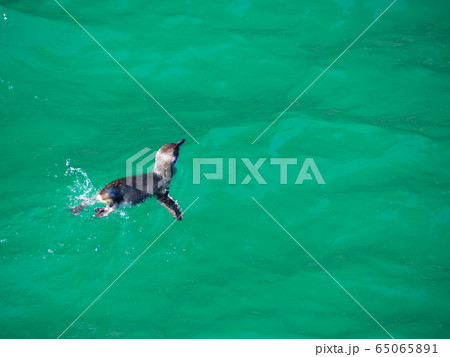 ニュージーランド　ブルーペンギン 65065891