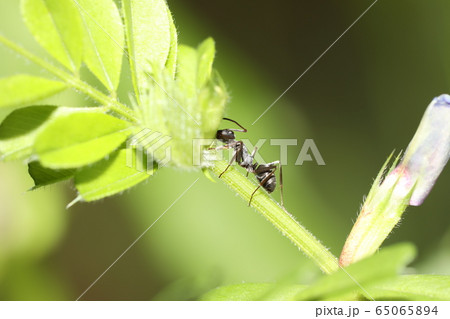 クロヤマアリ 65065894