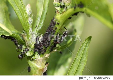 クロヤマアリとアブラムシ クロヤマアリとアブラムシ 65065895