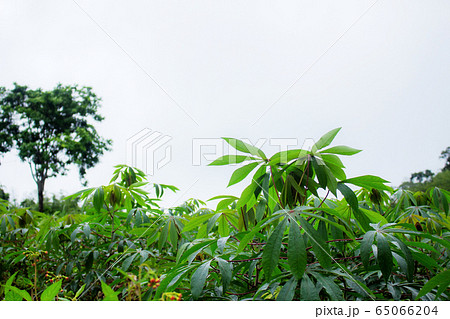 Cassava in rainy season. 65066204