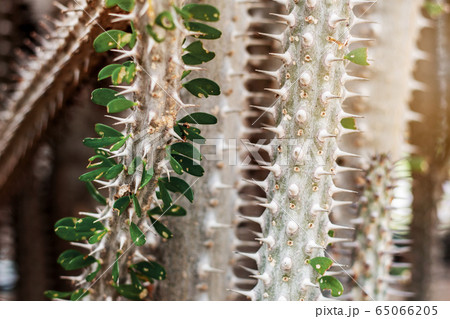Cactus with a sharp of spike. Cactus with a sharp of spike. 65066205