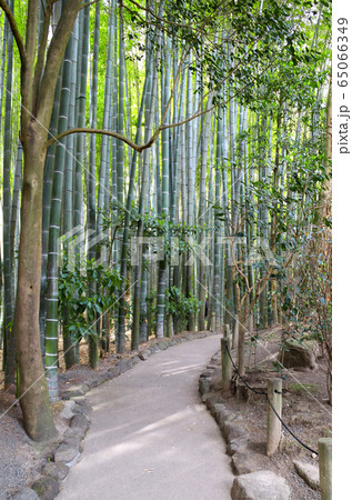 Footpath in bamboo garden, Hokokuji temple, 65066349