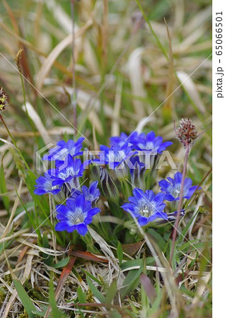 フデリンドウ 筆竜胆 山野草 春の花の写真素材