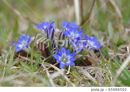 フデリンドウ 筆竜胆 山野草 春の花の写真素材