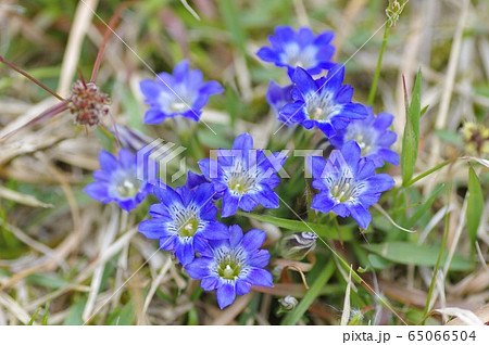 フデリンドウ 筆竜胆 山野草 春の花の写真素材