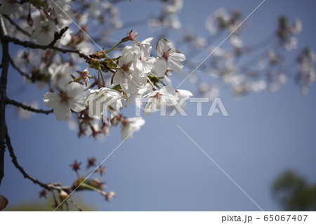 桜 65067407