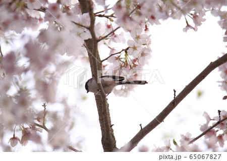荒尾市 四ツ山神社 エナガ、 荒尾市 四ツ山神社 エナガ、 65067827