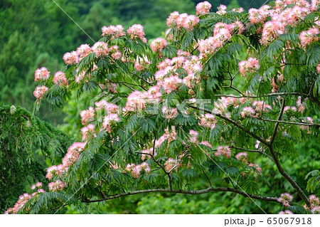 ネムノキの花 65067918