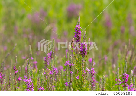 ミソハギ 65068189