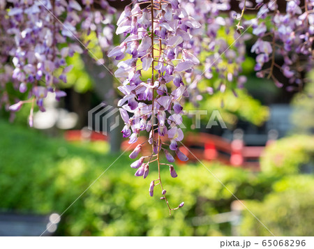 満開の藤の花　新緑を背景に 65068296