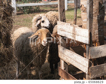 sheep in the cage at the zoo, chiang rai Thailand sheep in the cage at the zoo, chiang rai Thailand 65068629