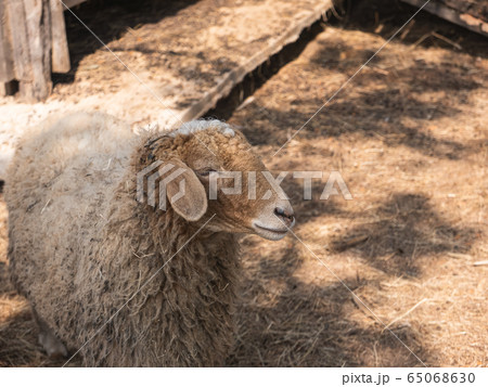 sheep in the cage at the zoo, chiang rai Thailand sheep in the cage at the zoo, chiang rai Thailand 65068630