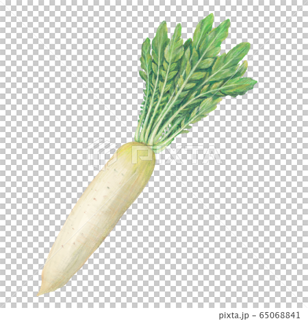 Radish 65068841