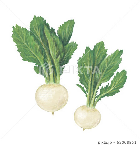 カブ カブ 65068851