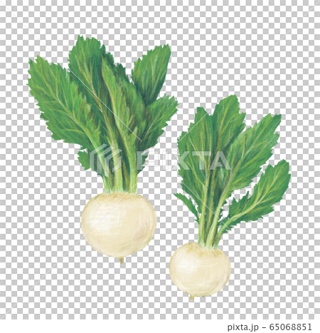 カブ カブ 65068851