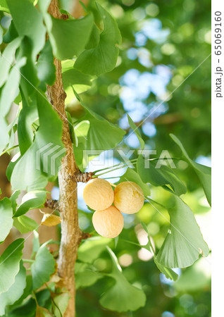 イチョウの木 緑の葉と銀杏 の写真素材