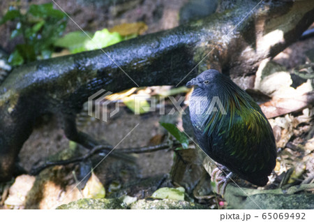 Emerald dove walking and look for food  in the zoo in Thailand.Object have clipping path. 65069492
