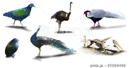Various animal pictures are isolated on a white background  have shadows,Object have clipping path. 65069496