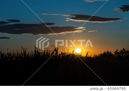 Sunny dry spikelets at the field in the back light during sunset with blue sky, selective focus, nature background, spanish countryside. Sunny dry spikelets at the field in the back light during sunset with blue sky, selective focus, nature background, spanish countryside. 65069780