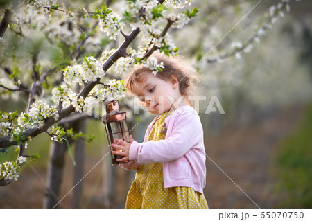 Small toddler girl standing outdoors in orchard in spring, holding lantern. Small toddler girl standing outdoors in orchard in spring, holding lantern. 65070750