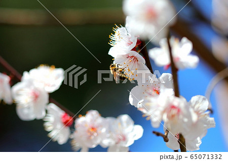 梅 花 白 65071332