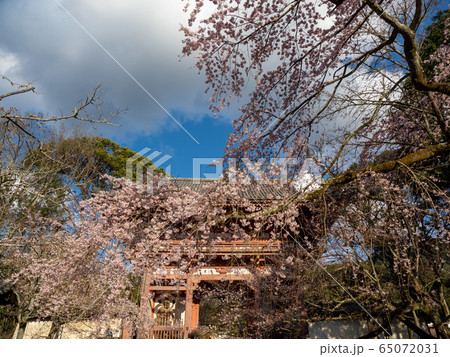 醍醐寺の桜 醍醐寺の桜 65072031
