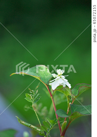 白い八重のドクダミの花 65072155