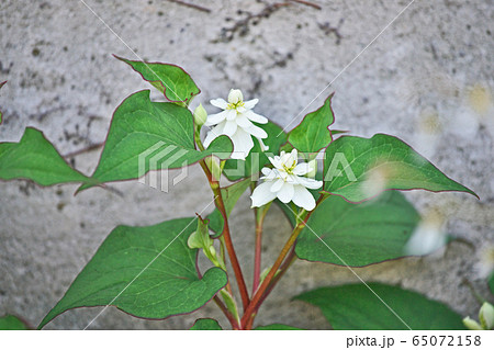 白い八重のドクダミの花 65072158