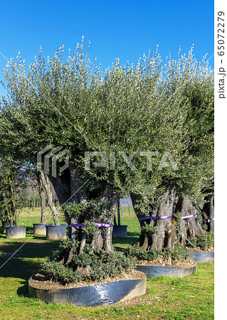 Olive trees for sale Olive trees for sale 65072279