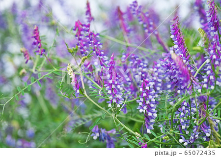 ナヨクサフジの花 65072435