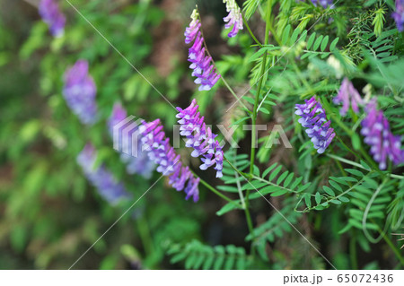 ナヨクサフジの花 65072436