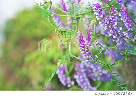 ナヨクサフジの花 65072437