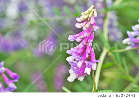 ナヨクサフジの花 ナヨクサフジの花 65072441