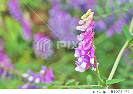 ナヨクサフジの花 ナヨクサフジの花 65072476