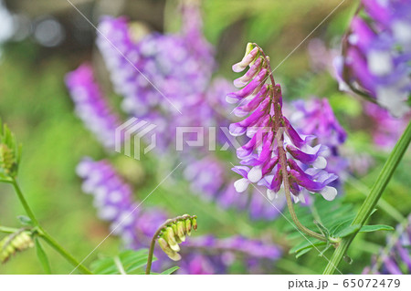 ナヨクサフジの花 65072479